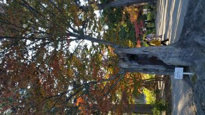 Picture20161027152551.jpg